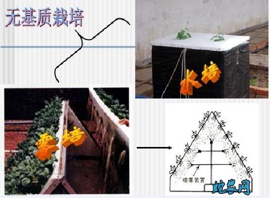 蔬菜无土栽培技术图4