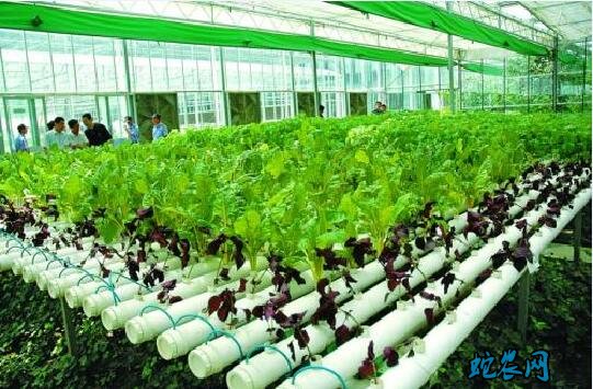 无土栽培蔬菜成本需要多少