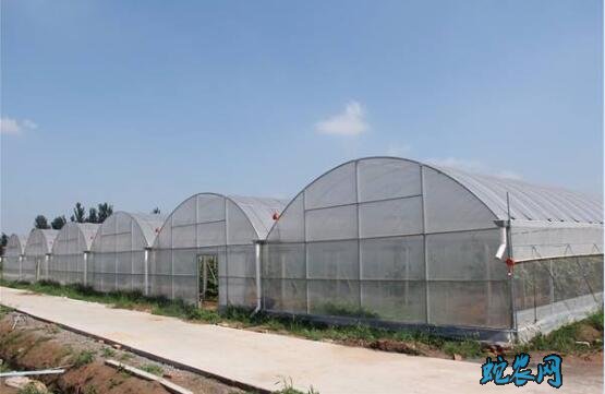 蔬菜大棚造价每亩多少钱