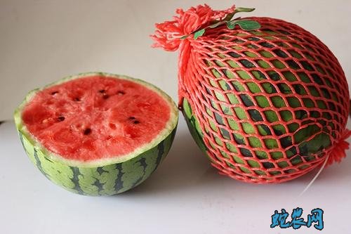 上海浦东团农合作社 保障8424西瓜品质