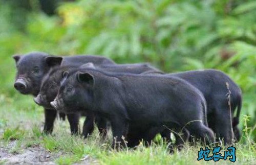 2020年5月6日藏香猪价格行情、今日藏香猪多少钱一斤?