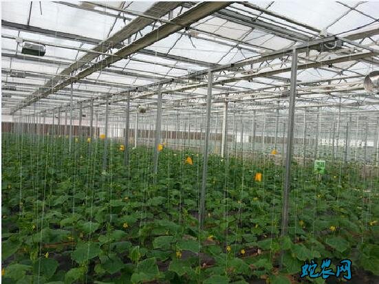 玻璃温室造价