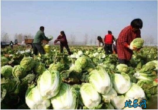 白菜多少钱一斤?2020年白菜价格行情!