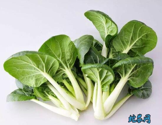 白菜多少钱一斤?2020年白菜价格行情!