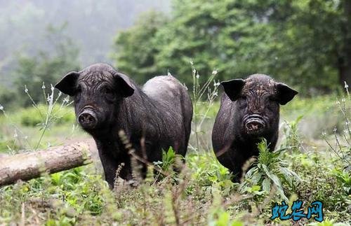 2020年5月7日环江香猪价格行情、今日环江香猪多少钱一斤?