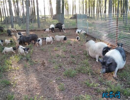 2020年5月7日香猪仔猪苗价格行情、今日香猪仔猪苗多少钱一斤?