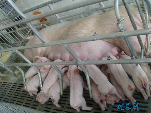 2020年5月7日长白仔猪苗价格行情、今日长白仔猪苗多少钱一斤?