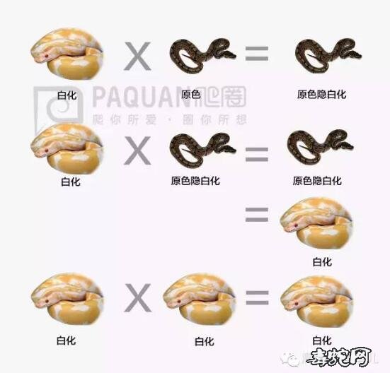 球蟒专业基因图谱大全、学习如何识别变异球蟒!