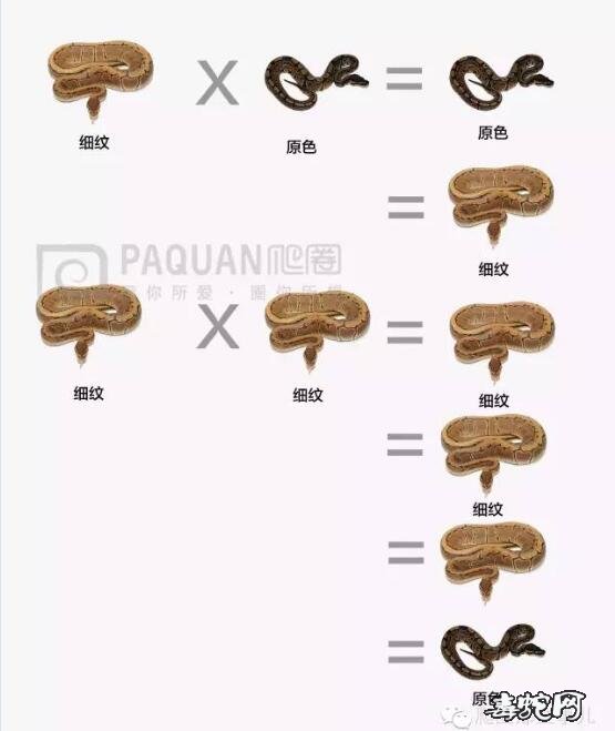 球蟒专业基因图谱大全、学习如何识别变异球蟒!