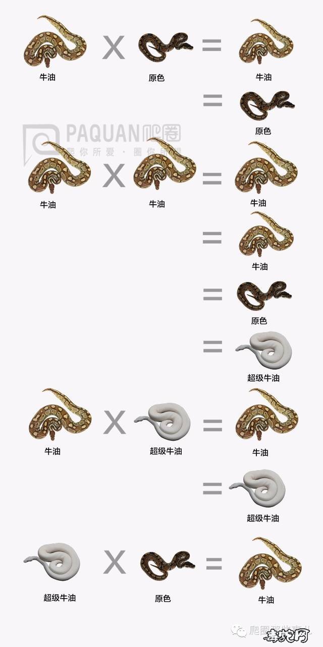 球蟒专业基因图谱大全、学习如何识别变异球蟒!