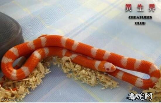 洪都拉斯奶蛇资料介绍及组图19