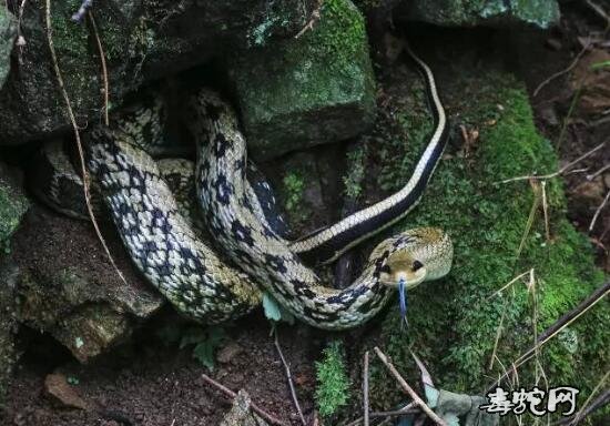 怎么喂小菜花蛇喝水