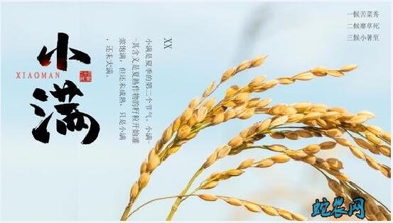 2020年小满是几月几日?小满的风俗和禁忌有哪些?
