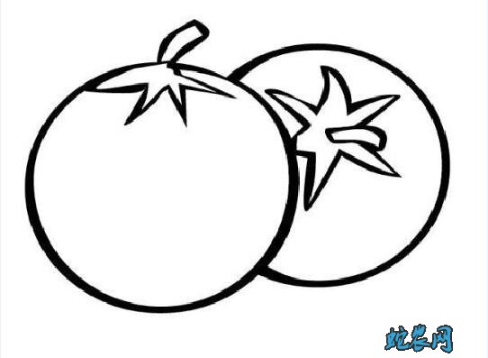 西红柿图片16
