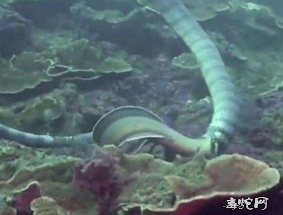 海蛇为什么能吃电鳗