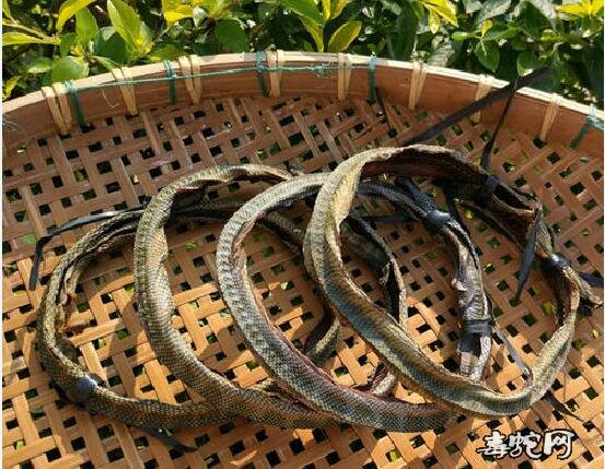 海蛇能吃吗?海蛇可以吃吗?肺炎时期可以吃海蛇吗?