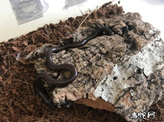 盲蛇饲养、钩盲蛇怎么养?