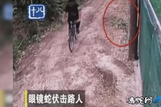 吓我一跳！泰国男子骑车遭到眼镜蛇伏击！