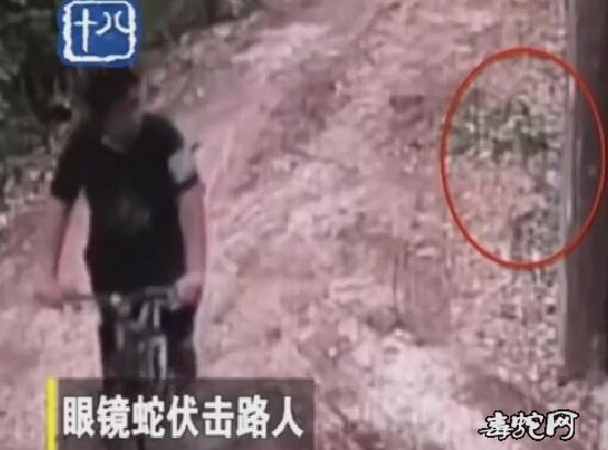 吓我一跳！泰国男子骑车遭到眼镜蛇伏击！