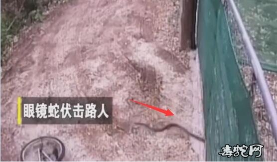 吓我一跳!泰国男子骑车遭到眼镜蛇伏击!
