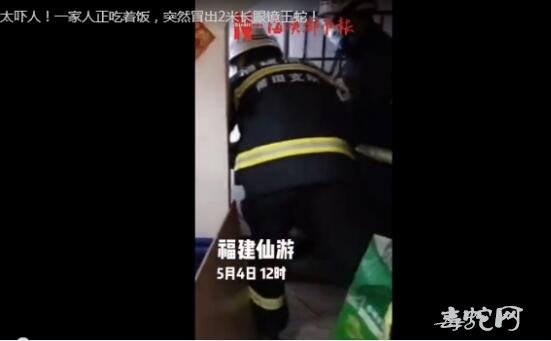 太恐怖了!莆田一家人正吃饭突然冒出2米眼镜王蛇!