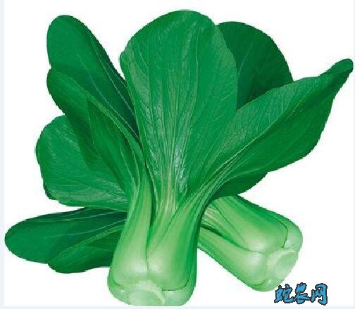 有什么青菜?日常说的青菜有哪几种青菜?