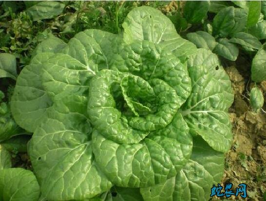 有什么青菜?日常说的青菜有哪几种青菜?