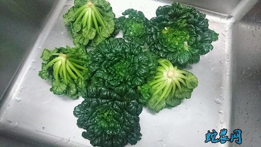 有什么青菜?日常说的青菜有哪几种青菜?