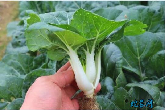 有什么青菜?日常说的青菜有哪几种青菜?