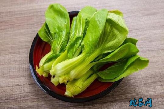 有什么青菜?日常说的青菜有哪几种青菜?