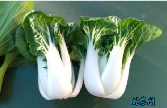 有什么青菜?日常说的青菜有哪几种青菜?