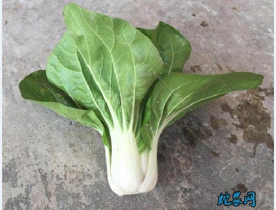 大叶青菜、大叶青菜有哪些名称