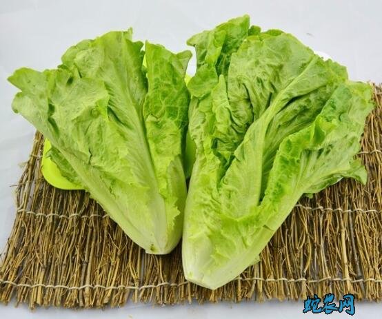 生菜的功效与作用