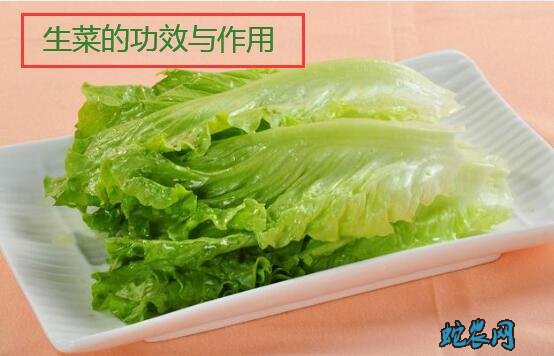 生菜的功效与作用