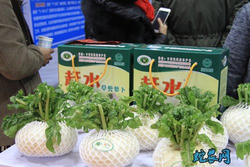 致富经:綦江区小萝卜“托”起脱贫梦!