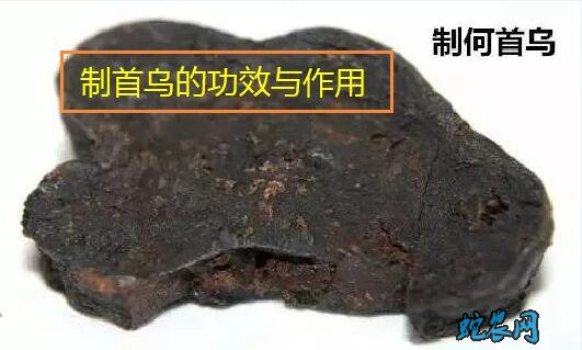 制首乌的功效与作用?制首乌的禁忌有哪些!