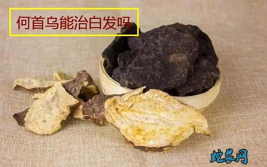 何首乌能治白发吗