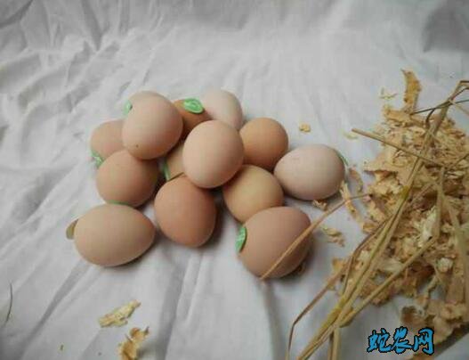 丰都高家镇杨朝秀土鸡蛋论个卖！