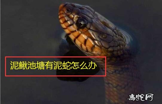 泥鳅池塘有泥蛇怎么办?