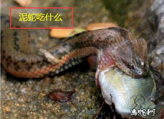 泥蛇吃什么