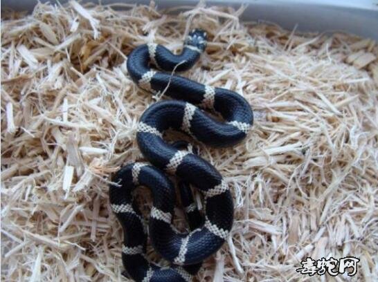 美东王蛇图片