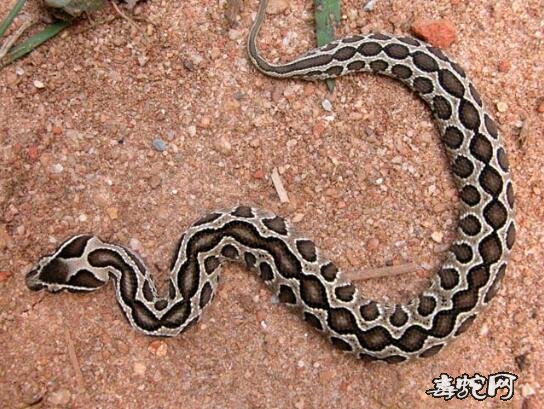园斑蝰蛇图片3