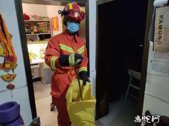 湖北浠水:毒蛇“土地婆”闯入教师家中!消防立即出手!