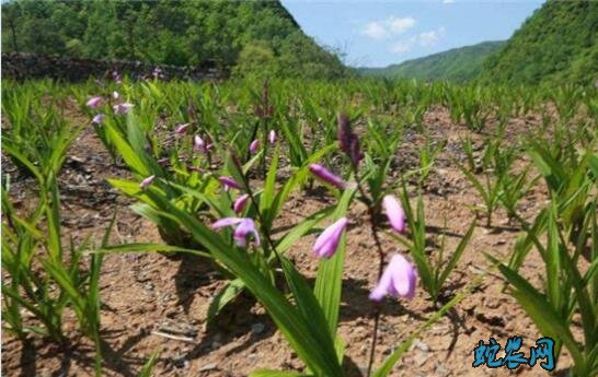 白芨种植成本、白芨种植成本和利润分析！