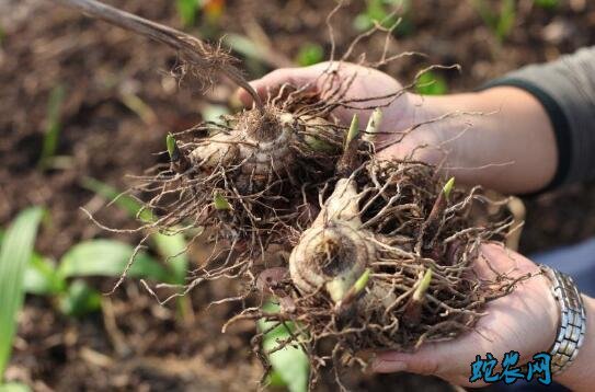 白芨种植成本、白芨种植成本和利润分析！