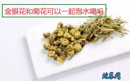 金银花和菊花可以一起泡水喝吗