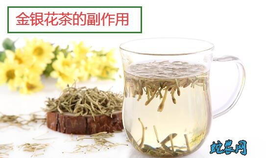 金银花茶的副作用