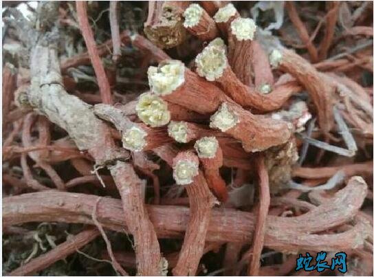 丹参图片12