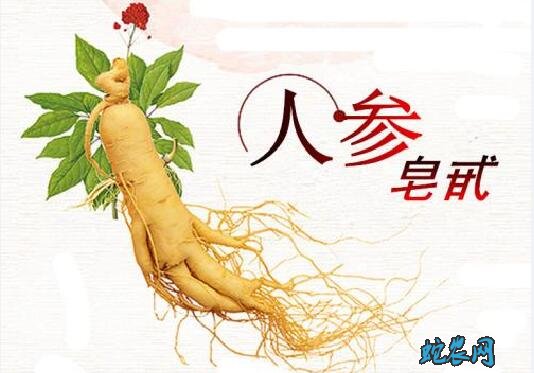 人参皂苷、人参皂苷的功效与作用