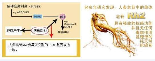 人参皂苷、人参皂苷的功效与作用